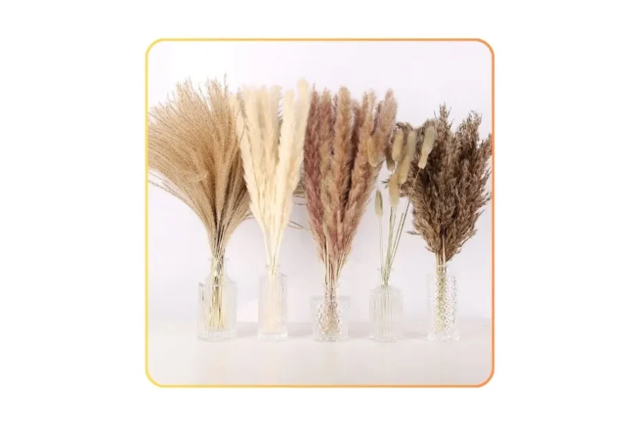 N&T NIETING 75PCS Pampas Grass Décor – Full, In-Depth Review